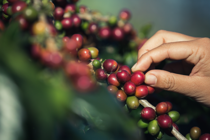 O Brasil é o maior produtor e exportador de café do mundo, além de ocupar o segundo lugar no consumo da bebida.